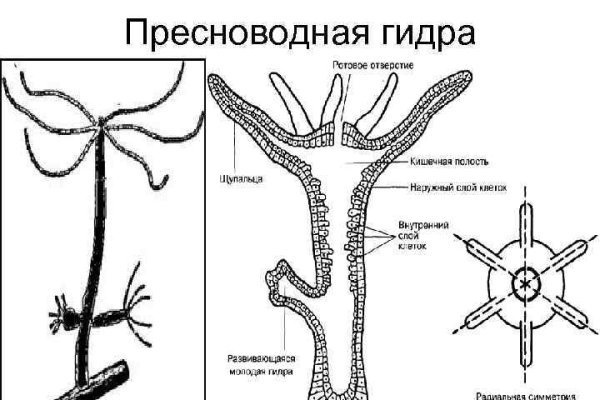 Kraken whitenet зеркала