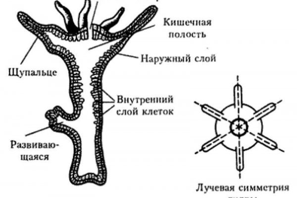 Kraken krn