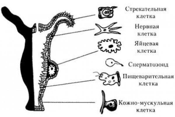 Кракен площадка ссылка