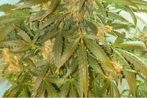 Ссылка на кракен в тор браузере kr2web in